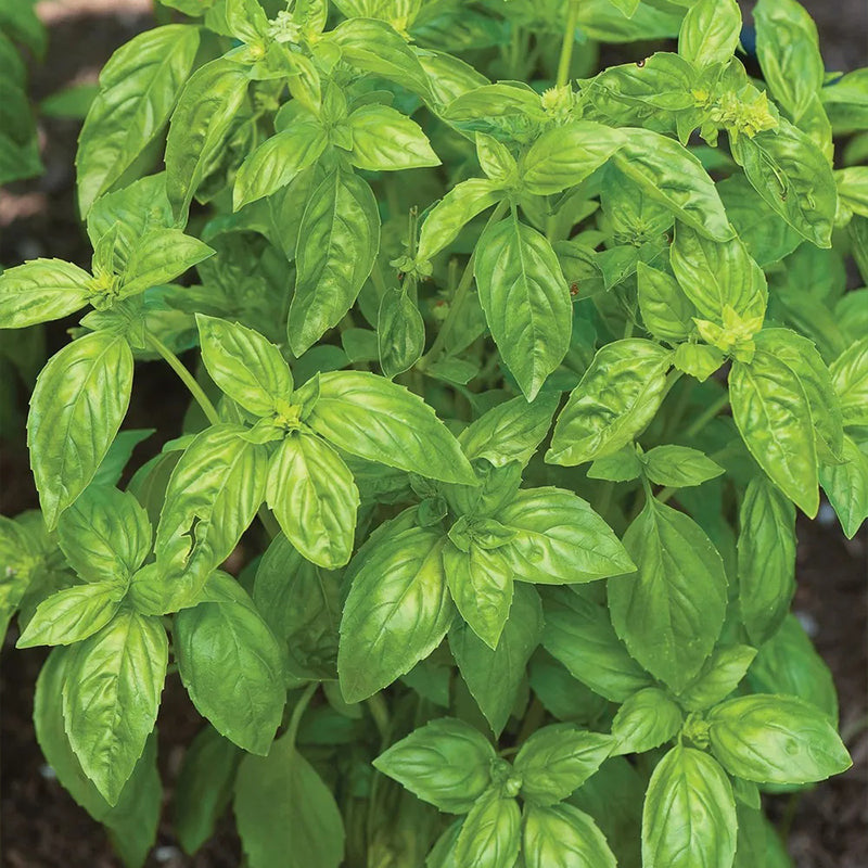 Basil, San Remo