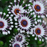 Blue Eye Chrysanthemum - White Peony Long-lasting Blooms
