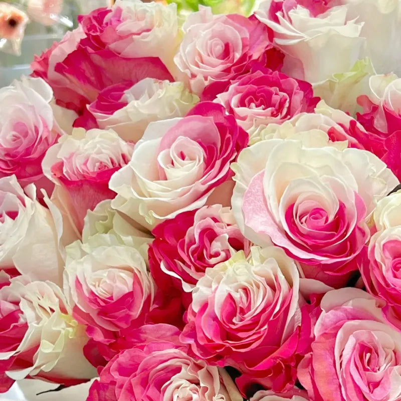 Semillas de rosa blanca fucsia - Cozy Beauty