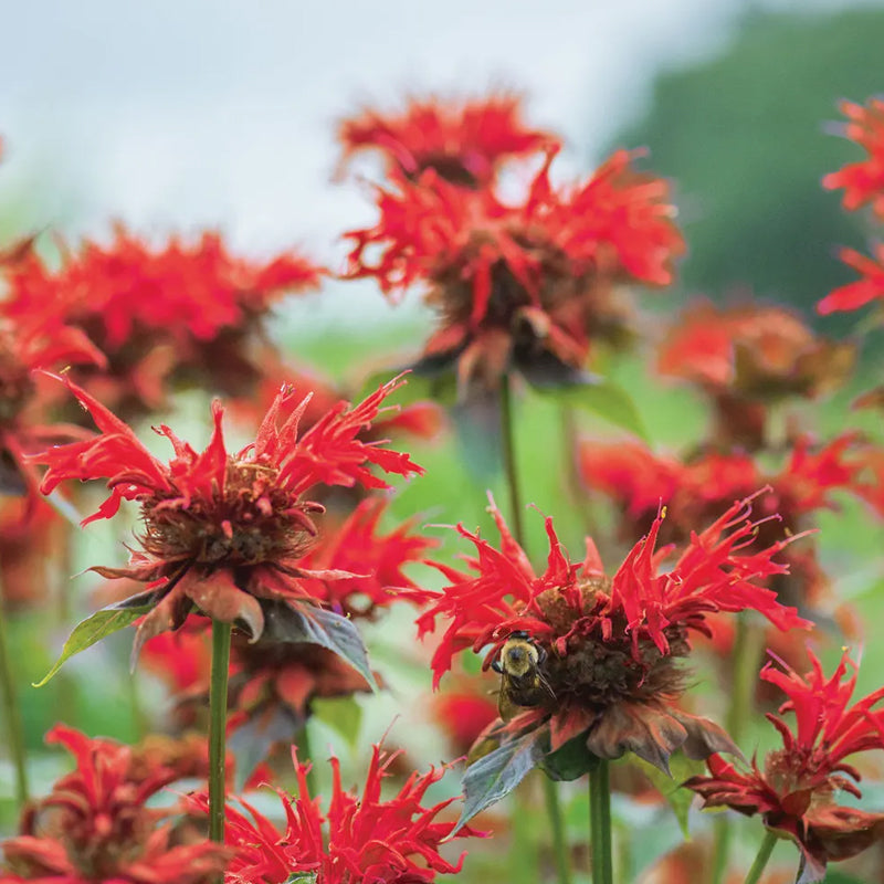 Monarda, Jacob Cline