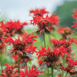 Monarda, Jacob Cline