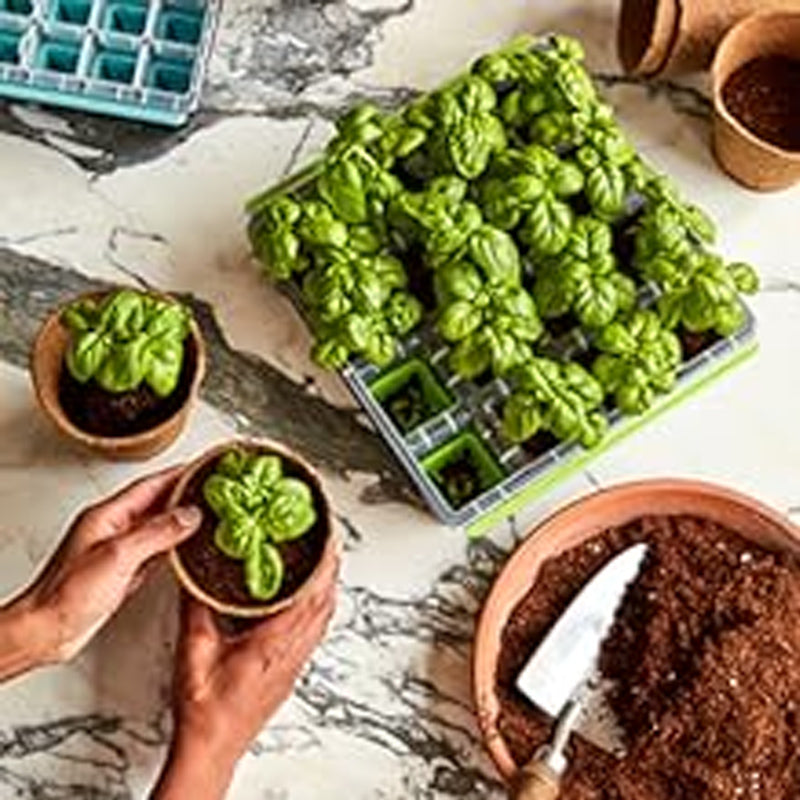 Space Hybrid Spinach Seeds