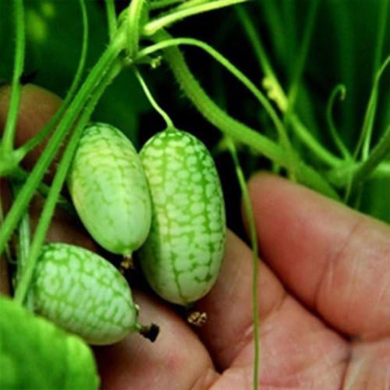 Mini Thumb Watermelon Fruit Vegetables Seeds