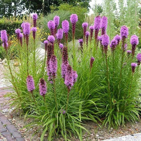 Dense Blazing Star