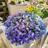 Lobelia Seeds - Blue Carpet