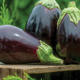 Berenjena, belleza negra