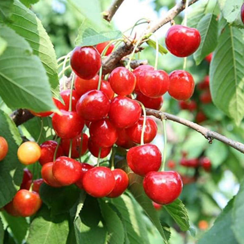 Cherry Tree Seeds Fruit Sweet Edible Bonsai Plants Garden Home