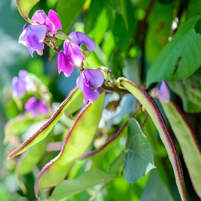 Perennial Green Dolichos Lablab Hyacinth Bean Vine & Flower Seed for Planting