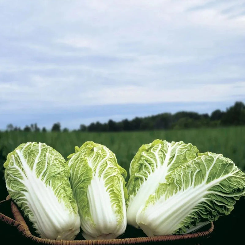 Cabbage Bilko F1 Organic