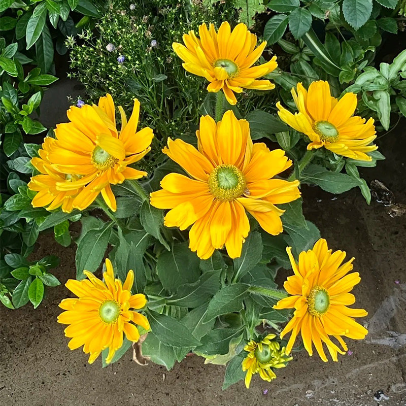 Green-Eyed Gloriosa Black-Eyed Susan Seeds