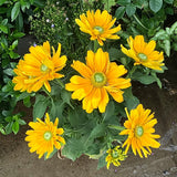 Green-Eyed Gloriosa Black-Eyed Susan Seeds