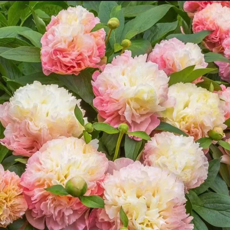 Colorful Peony Flower