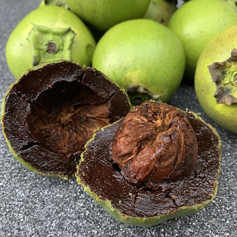 Diospyros Digyna Seeds Black Sapote