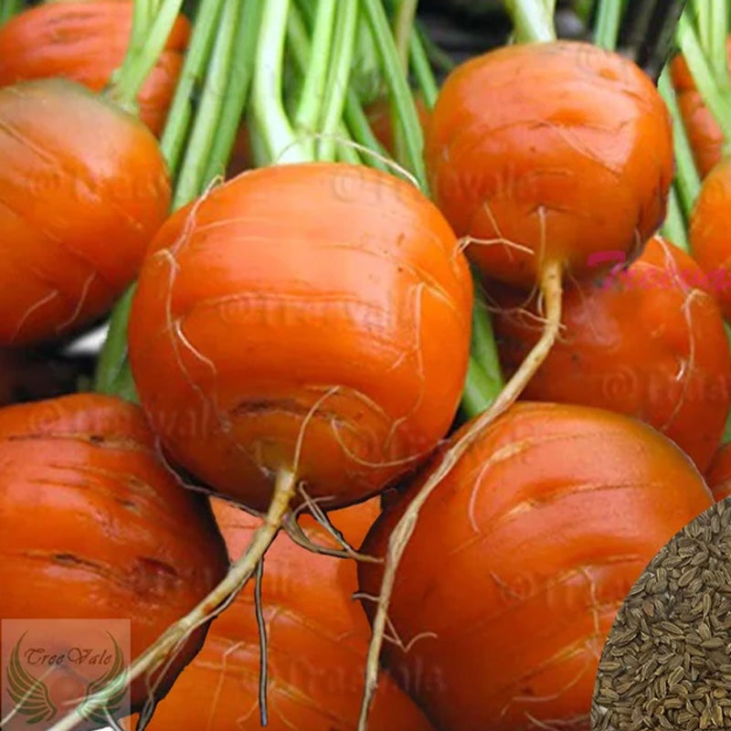 Heirloom Parisian Round Carrot Seeds