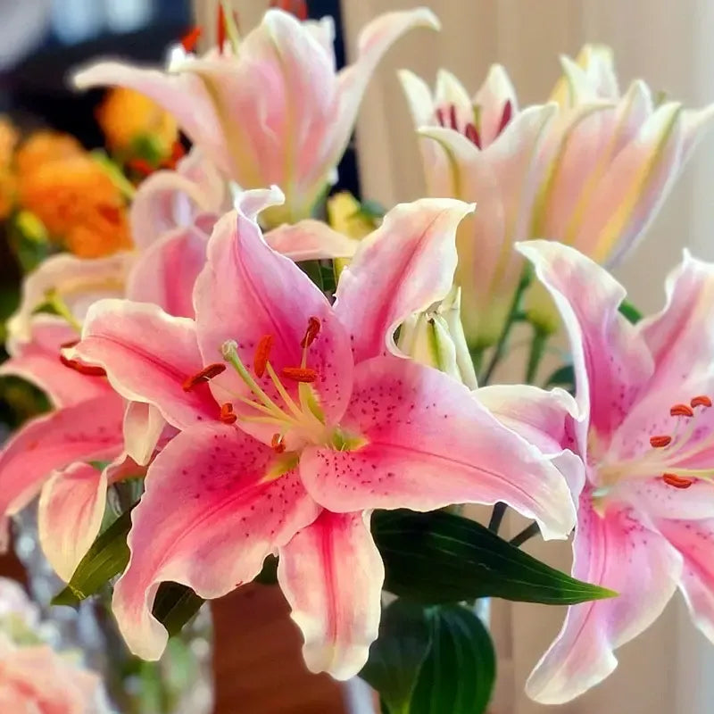 Bulbos de lirio perfumados orientales