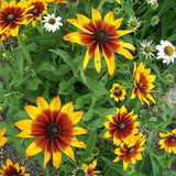 Bicolor Black-Eyed Susan Seeds - Red & Golden Yellow