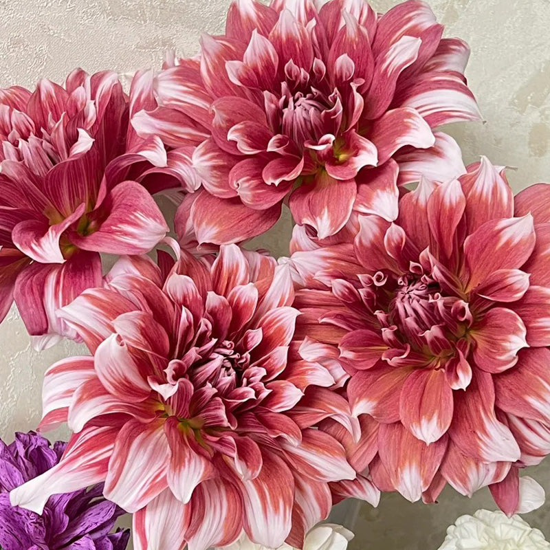 Red & White Mixed Dahlia Seeds