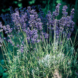 Lavanda, azul provenzal
