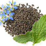 Borage Seeds - Starflower - Heirloom Non-GMO Herb Seeds for Planting an Herb Garden Borago Officinalis