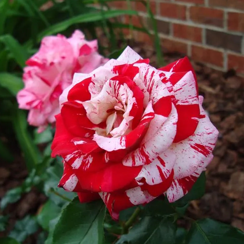 Rosa roja blanca Rosa miniatura