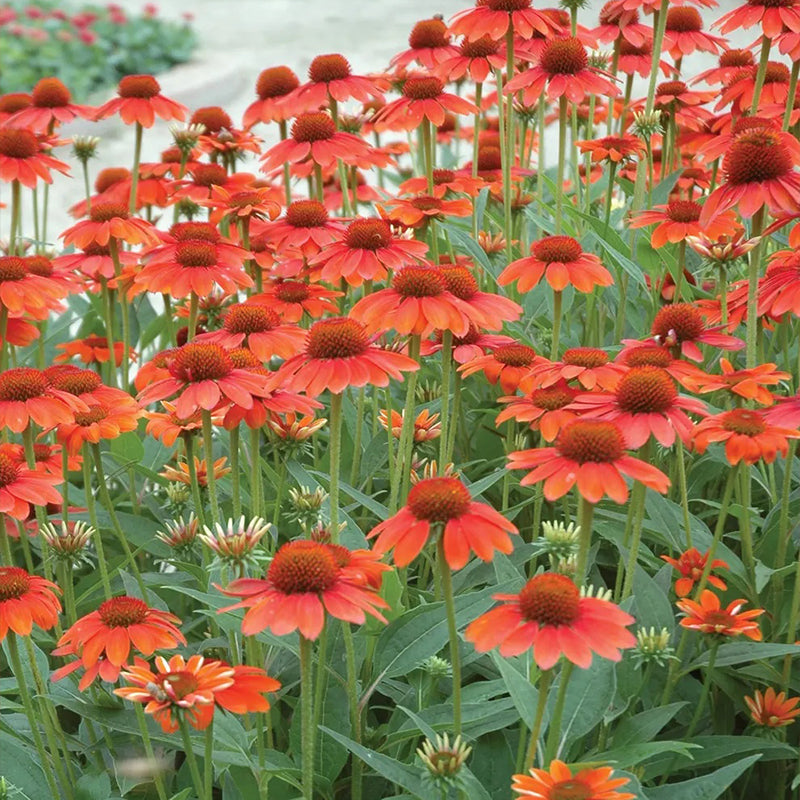Echinacea, Sombrero Hot Coral