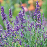 Lavandula angustifolia, siempre azul
