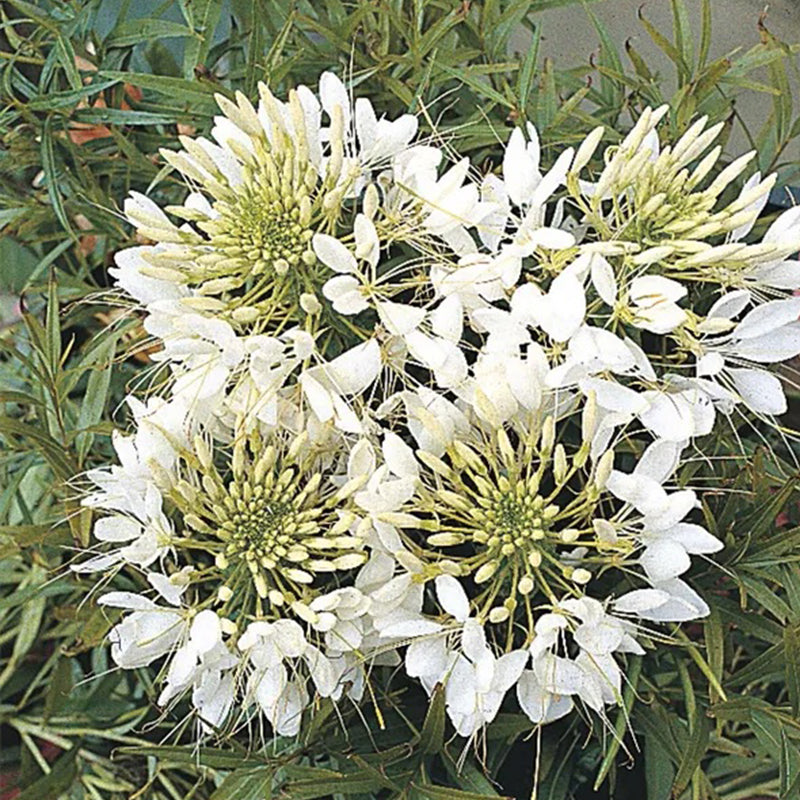 Semillas de flores gigantes de cleome reina blanca