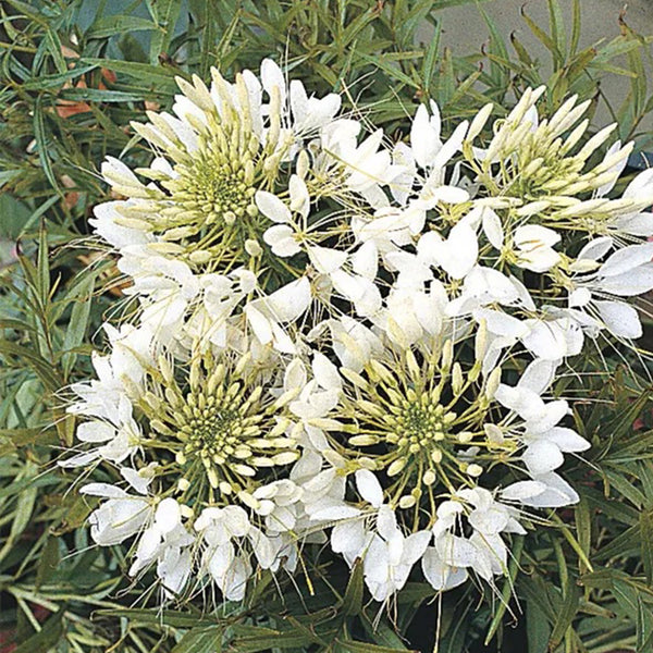 Giant White Queen Cleome Flower Seeds