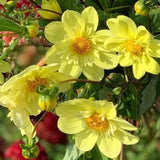Bright Yellow Dahlia Seeds