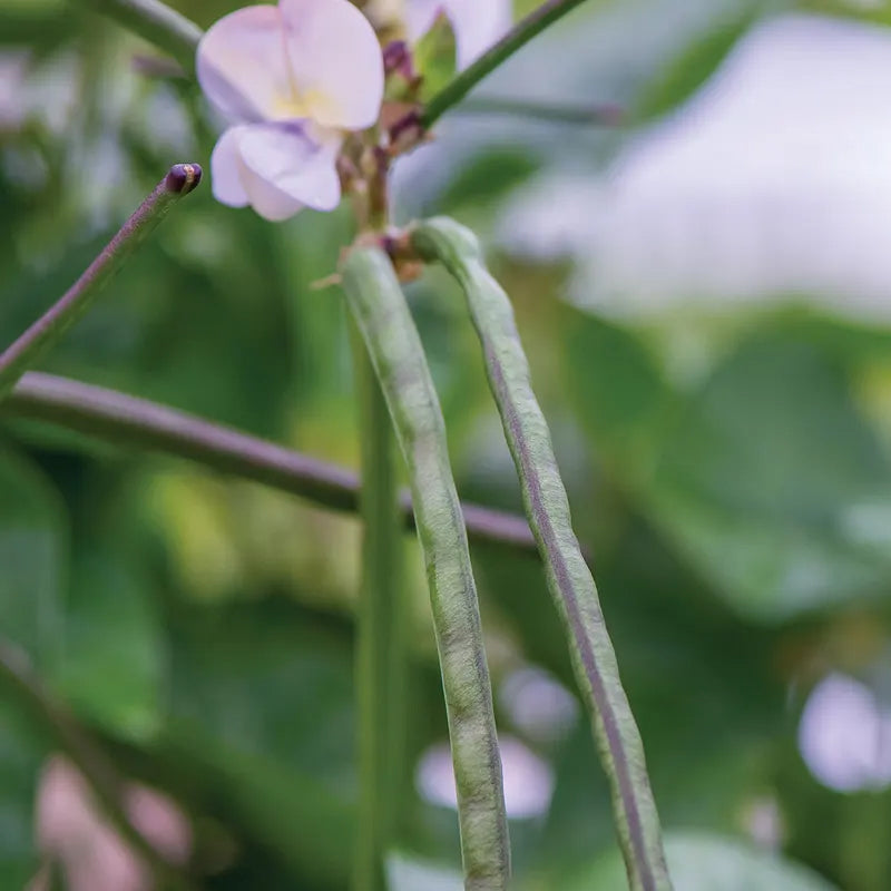 Cowpea, California Blackeye No.5