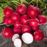 Radish Celesta F1 Organic