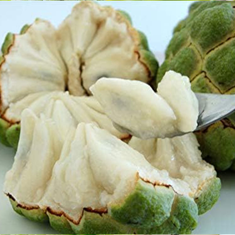 Soursop Graviola Guanabana Annona Muricata Fruit Tree Seeds Fresh Tropical Fruit