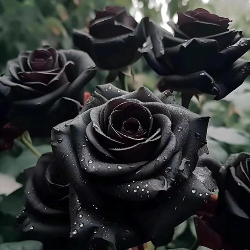 black rose seeds Rare Black Rose Seeds for Planting – Haiyiplants