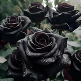 Rare Black Rose Seeds for Planting