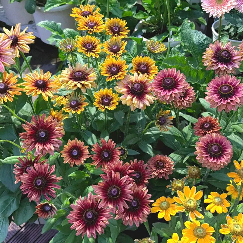 Mixed Gloriosa Black-Eyed Susan Seeds