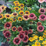 Mixed Gloriosa Black-Eyed Susan Seeds