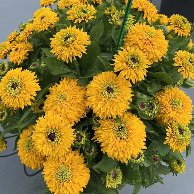 Double Golden Gloriosa Black-Eyed Susan Seeds