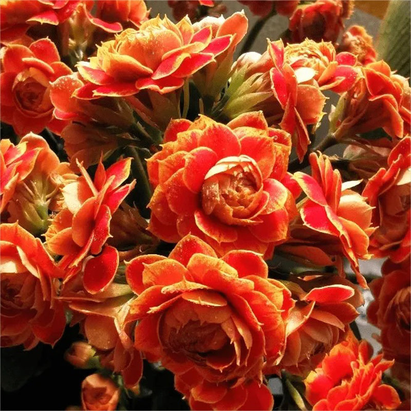 Semillas de flores de longevidad Golden Fox