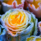 Semillas de rosa Rainbow Frost: ¡agregue un toque de magia helada a su jardín!