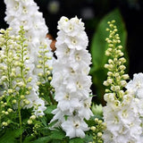 Semillas de flor de cohete de espuela de caballero blanca para plantar