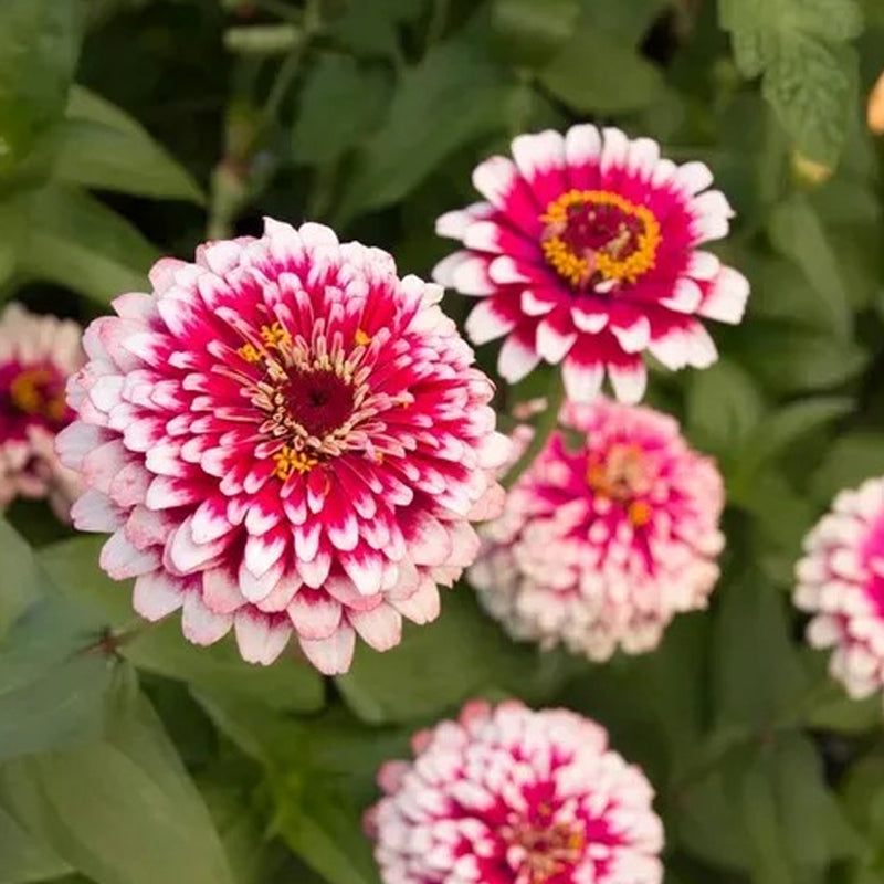 Semillas de zinnia dragón oculto