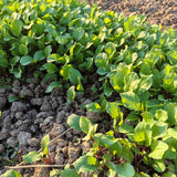 Ruby-Stem Spinach Seeds