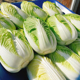Premium Napa Cabbage Seeds