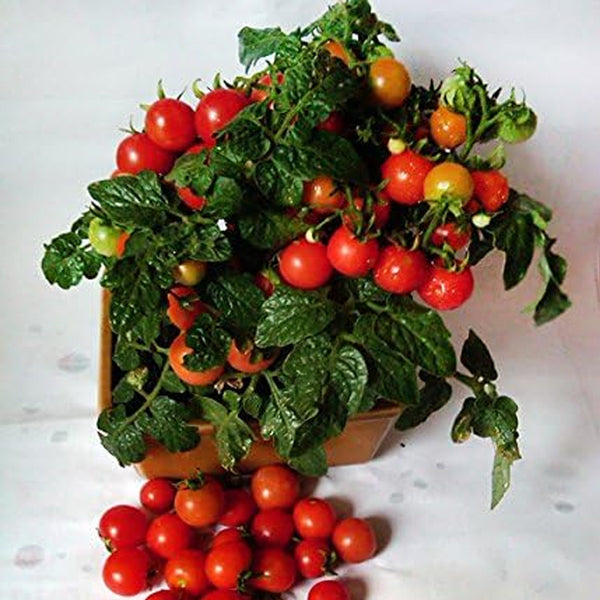 Dwarf Red Robin Tomato Seeds, Sweet, Low Acid, Determinate, Open-Pollinated, Delicious