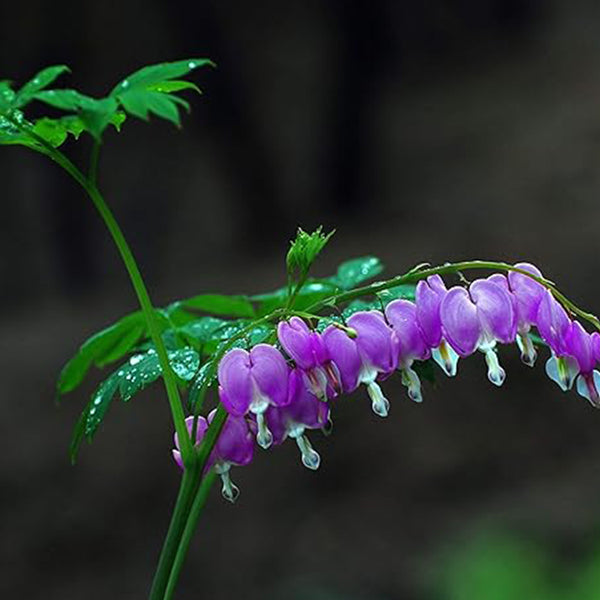 Semillas raras de corazón sangrante morado Semillas de flores Dicentra Spectabilis