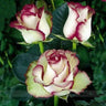 Ice Rose