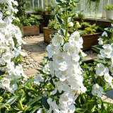 White Summer Snapdragon (Angelonia angustifolia) Seeds