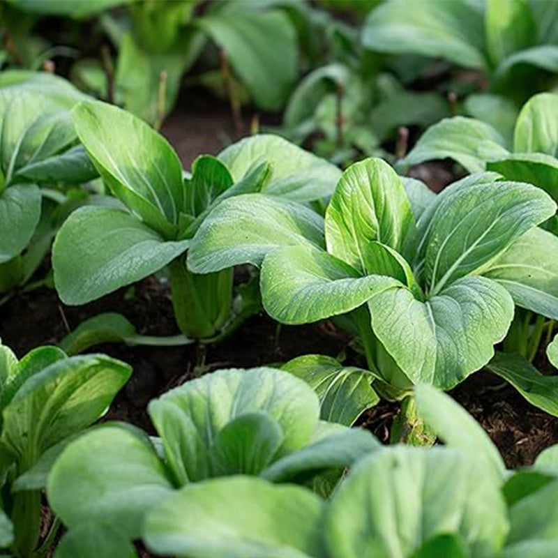 Semillas de pak choi bebé - Shanghai Green Stem - también conocido como pak choi, pok choi, repollo chino