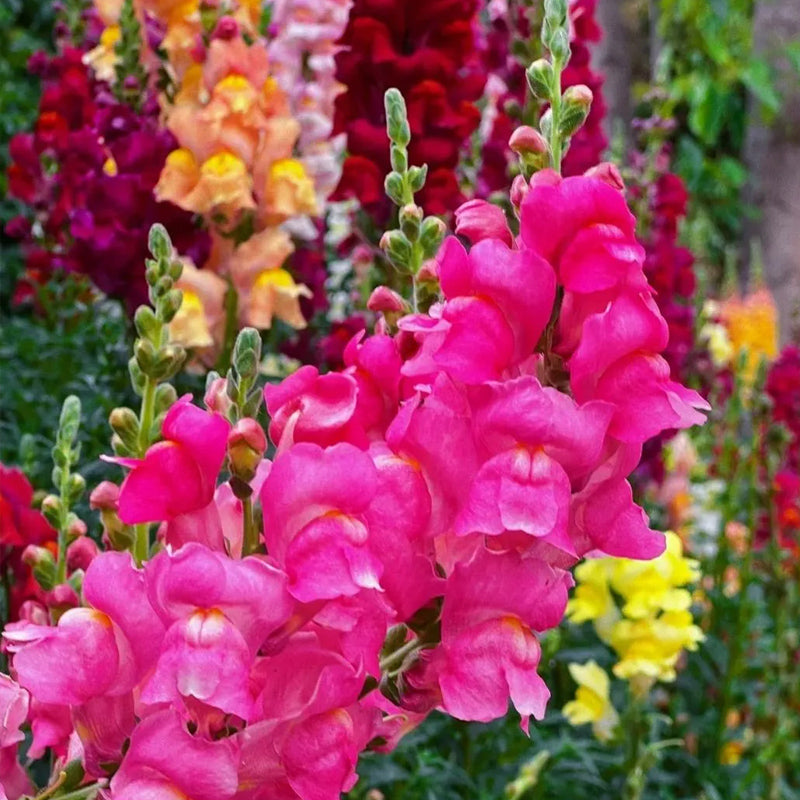 Mixed Color Cut Snapdragon flower Seeds