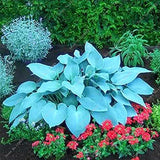 Semillas de plantas de mezcla de hostas
